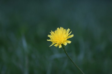 Dandelion