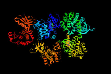 TRAF2 and NCK-interacting protein kinase, an enzyme characterized by an N-terminal kinase domain and a C-terminal GCK domain that serves a regulatory function. 3d rendering - obrazy, fototapety, plakaty