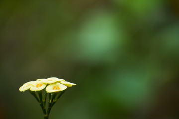 Closeup of beautiful lite yellow euphorbia flower - super bokeh dark green background - image