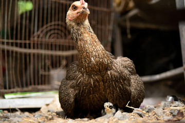 Close up the hen hides and protects her chicks under the wings.