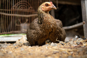 Close up the hen hides and protects her chicks under the wings.