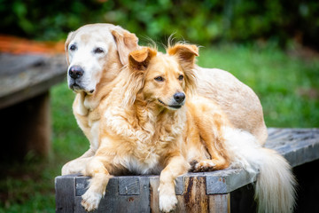 Cachorros descan&ccedil;ando