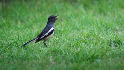 The Oriental Magpie Robin