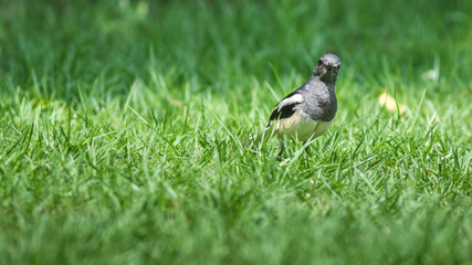 The Oriental Magpie Robin