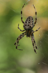Large brown garden spider on the web