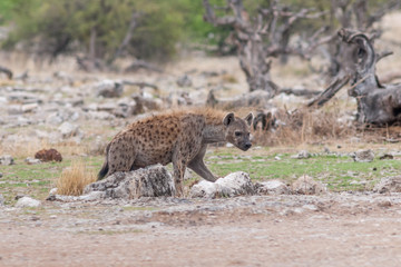 Tüpfelyäne (Croctua croctua) im Etosha National Park