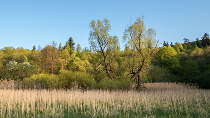 Fototapeta premium Marshy meadow and spring riparian forest with willow trees