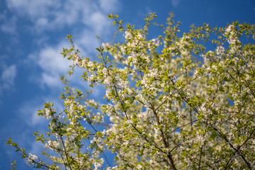 Branches of wild cherry in full blossoming