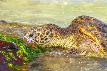 Detail of a Green Sea Turtle or Hawaiian Sea Turtle near the shore in Laniakea Beach also known as Turtle Beach on Oahu island, Hawaii, United States.