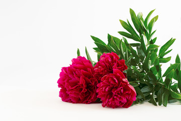 three red peonies with green leaves on a white background
