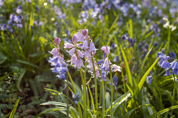 Obraz premium Beautiful carpet of fresh spring bluebells