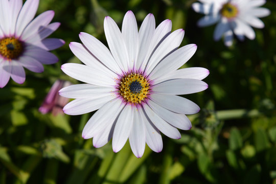 Beautiful white flower with yellow centre, known as Osteospermum  or African daisy