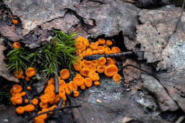 Byssonectria fusispora is a species of apothecial fungus belonging to the family Pyronemataceae. 