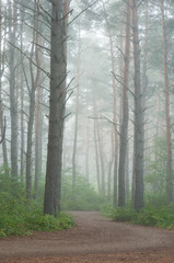 road through Pine forest in fog Algonquin Park Ontario Canada