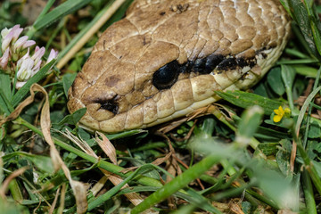 Macro of Snake species,predator reptile eye,skin details,cervone serpent