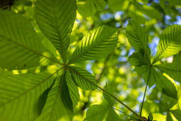 Obraz premium beautiful fresh spring leaves against sky