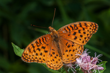 Fototapeta na wymiar fritillary butterfly on flower