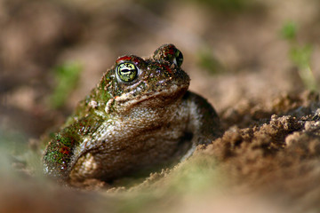 Small toad on the ground of the countryside in a wet area. Selective focus.