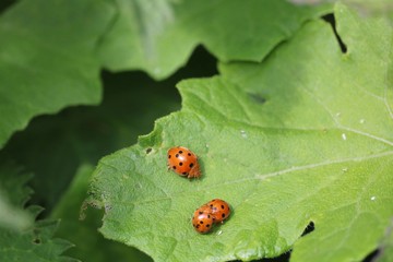 coccinelles