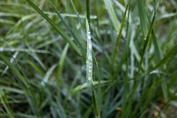 Rain droplets on fresh spring grass