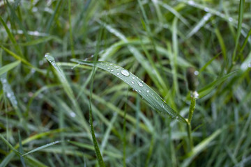 Rain droplets on fresh spring grass