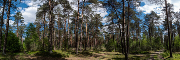 Waldpanorama im Kreis Celle
