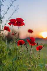 Red poppy flowers at beautiful sunset, rural summer view