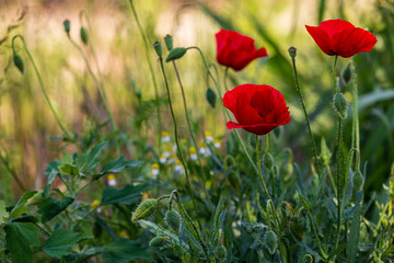 Red poppies