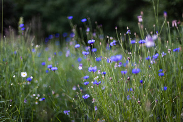 Blue cornflowers in meadow or field, rural evening view