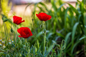 Naklejka premium Red poppies