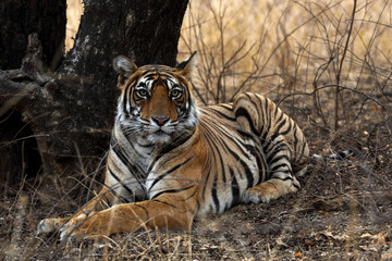 Bengal tiger in the wild