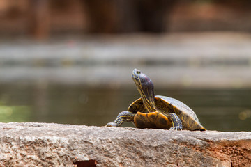 The turtle on the rock