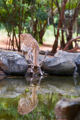 wild animal in the forest