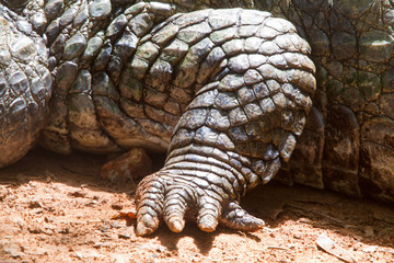 alligator in the zoo in Thailand