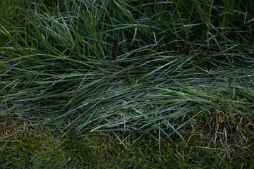 Rain droplets on fresh spring grass