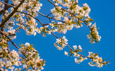 Baumblüte, Tree blossom,