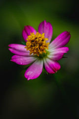 Obraz premium Beautiful pink zinnia flower shot on macro