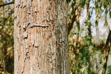 Teak wood is quite popular, owing to its durability and water resistance