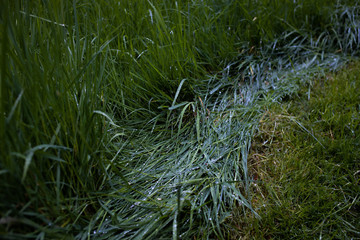 Rain droplets on fresh spring grass