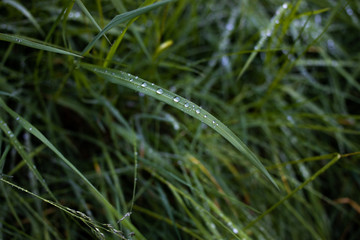 Rain droplets on fresh spring grass
