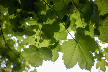 beautiful sunlight glints through fresh spring leaves