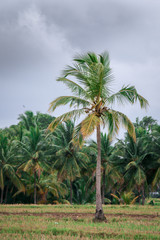 Fototapeta na wymiar Green Isolated in a field with lonely coconut tree with dark clouds background.
