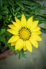 yellow flower on green background