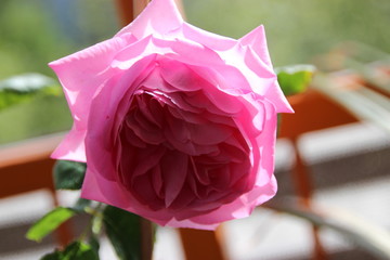 Pink Rose