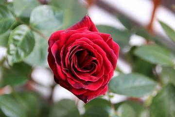 Red Rose
