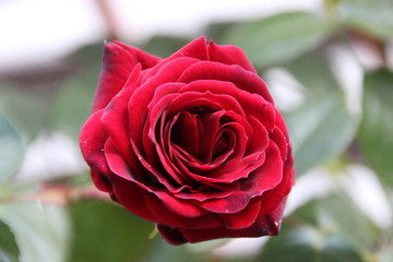 Red Rose
