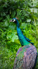 Obraz premium A Beautiful peacock Close up its plumage 