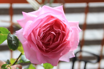 Pink Rose