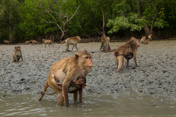 Fototapeta premium Monkeys are waiting for food from tourists in the water.