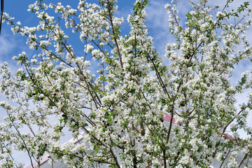 white blooming cherry and apple tree